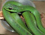 Philodryas Agassizii (Cobras-Verdes) 2