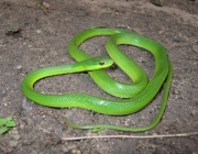 Philodryas Agassizii (Cobras-Verdes) 3