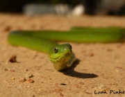 Philodryas Agassizii (Cobras-Verdes) 4