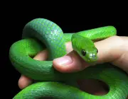 Philodryas Agassizii (Cobras-Verdes) 5