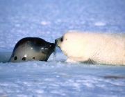 Phoca Groenlandica 4