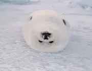 Harp seal (Phoca groenlandica)