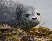 ARKive image ARK024420 - Common seal