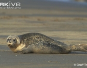 ARKive image ARK002811 - Common seal