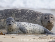 Pacific harbor seal