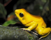 Phyllobates Terribilis 3