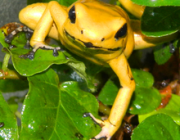 Phyllobates Terribilis 5