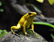 Phyllobates Terribilis 2