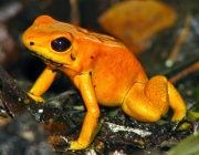 Phyllobates Terribilis 3