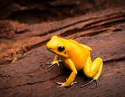 Phyllobates Terribilis 4