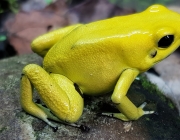 Phyllobates Terribilis 5