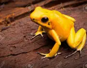 poisonous frog Phyllobates terribilis