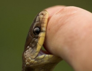 Picada de Cobra Jararacuçu 3