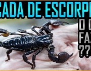 Picada de Escorpião