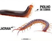 Piolho De Cobra 3