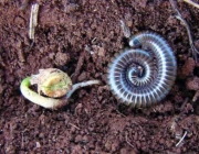Piolho-de-Cobra Como Fertilizantes 1