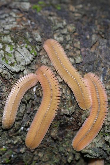 Piolho de Cobra de Onde Vem? Qual o Seu Habitat? | Mundo Ecologia