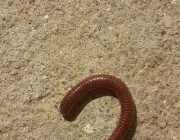 Piolhos-de-Cobra em Casa 1