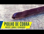 Piolhos-de-Cobra em Casa 2