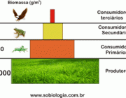 Pirâmide da Biomassa 1