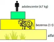 Pirâmide da Biomassa 2