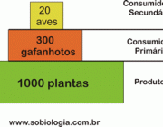 Pirâmide da Biomassa 3