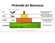 Pirâmide da Biomassa 4