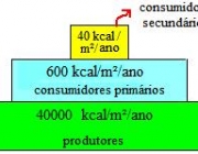 Pirâmide da Biomassa 6