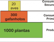 Pirâmide Ecológica 1