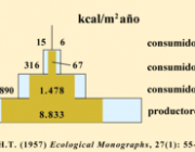 Pirâmide Ecológica 3