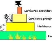 Pirâmide Trófica 1