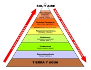 Pirâmide Trófica 2