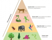 Pirâmide Trófica 3