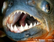 Piranha 1