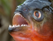 Piranha 2