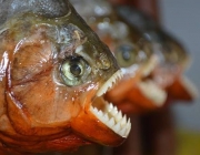 Piranha 5