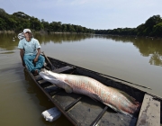 Manejo dos peixes pirarucu