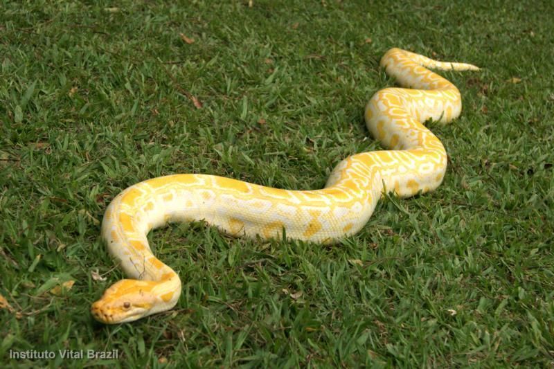 Nomes de Cobras Amarelas | Mundo Ecologia