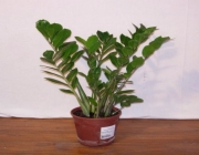 Planta Ornamental 1