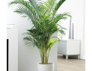 Planta Ornamental 3