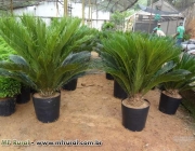 Planta Ornamental 4