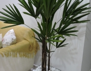 Planta Ornamental 6