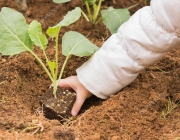 Plantação da Couve-Flor 5