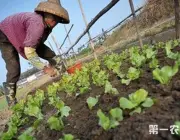 Plantação de Alface na China 1