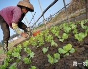 Plantação de Alface na China 1