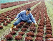 Plantação de Alface na China 4