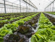 Lettuce crops in greenhouse