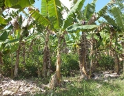 Plantação de Banana Orgânica 1