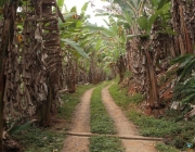 Plantação de Banana Orgânica 3