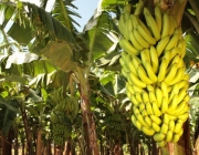 Plantação de Banana Orgânica 6